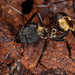 Shimmering Golden Sugar Ant - Photo (c) Vinícius Rodrigues de Souza, all rights reserved, uploaded by Vinícius Rodrigues de Souza