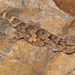 Fischer's Thick-toed Gecko - Photo (c) Tyrone Ping, all rights reserved, uploaded by Tyrone Ping