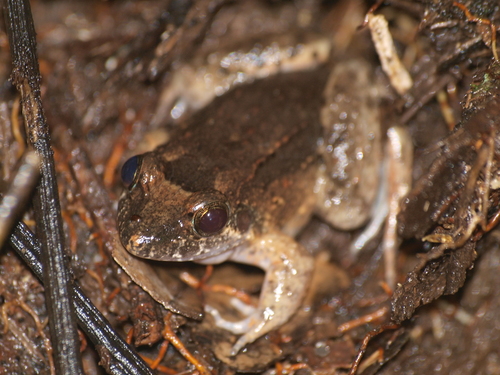 Sabinal Frog