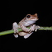 Nicaragua Cross-banded Tree Frog - Photo (c) dave_k_h, all rights reserved, uploaded by dave_k_h
