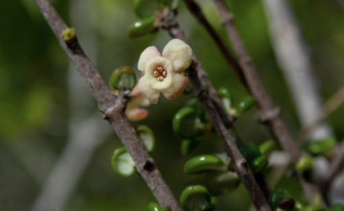 Anguilla Bush (Rondeletia anguillensis)