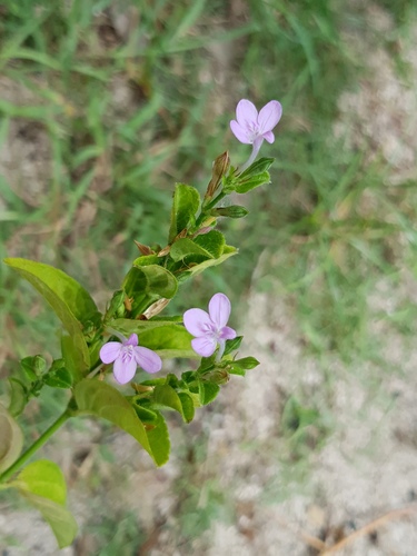 Siphonoglossa sessilis