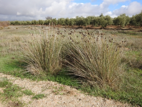 Avistamiento Junco común