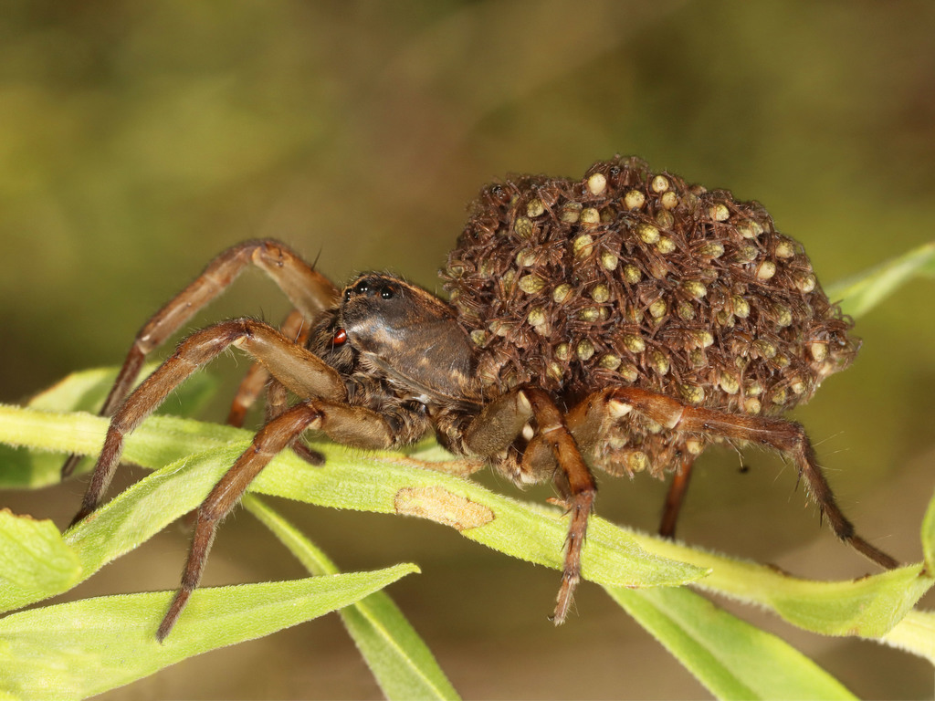 Wetland Giant Wolf Spider from Terra Cotta, ON on August 16, 2021 at 10