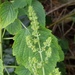 Comb Bushmint - Photo (c) Karl Questel, all rights reserved, uploaded by Karl Questel