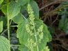 Comb Bushmint - Photo (c) Karl Questel, all rights reserved, uploaded by Karl Questel