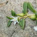Sea Purslane - Photo (c) Karl Questel, all rights reserved, uploaded by Karl Questel