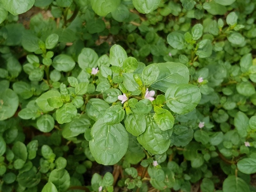 desert horse purslane