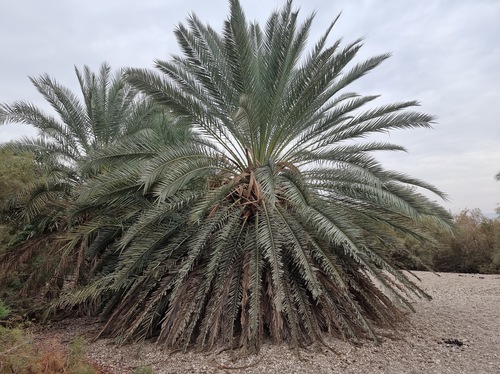 Date Palm