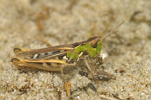 Mottled Grasshopper