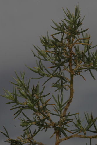 Anarthrophyllum macrophyllum