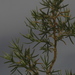 Anarthrophyllum macrophyllum - Photo (c) Alicia Sersic, todos los derechos reservados, subido por Alicia Sersic