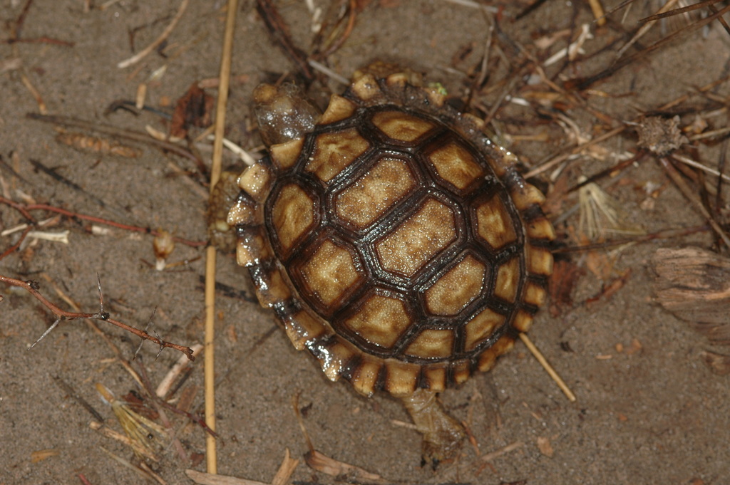 Chaco Tortoise In November 2009 By Alicia Sersic · Inaturalist