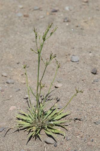 Nicotiana linearis
