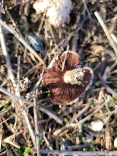 iNaturalist observation photo of field and button mushrooms