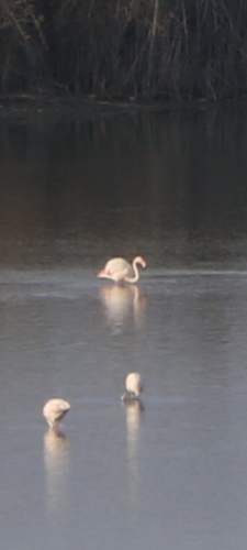 Greater Flamingo