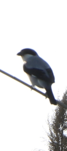 Lesser Grey Shrike