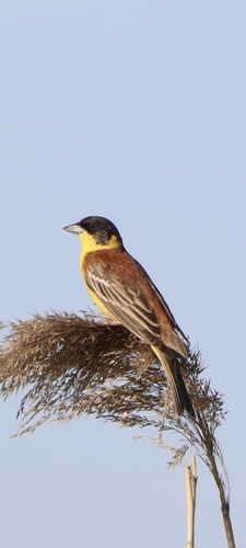 Black-headed Bunting