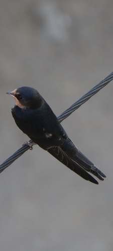 Barn Swallow