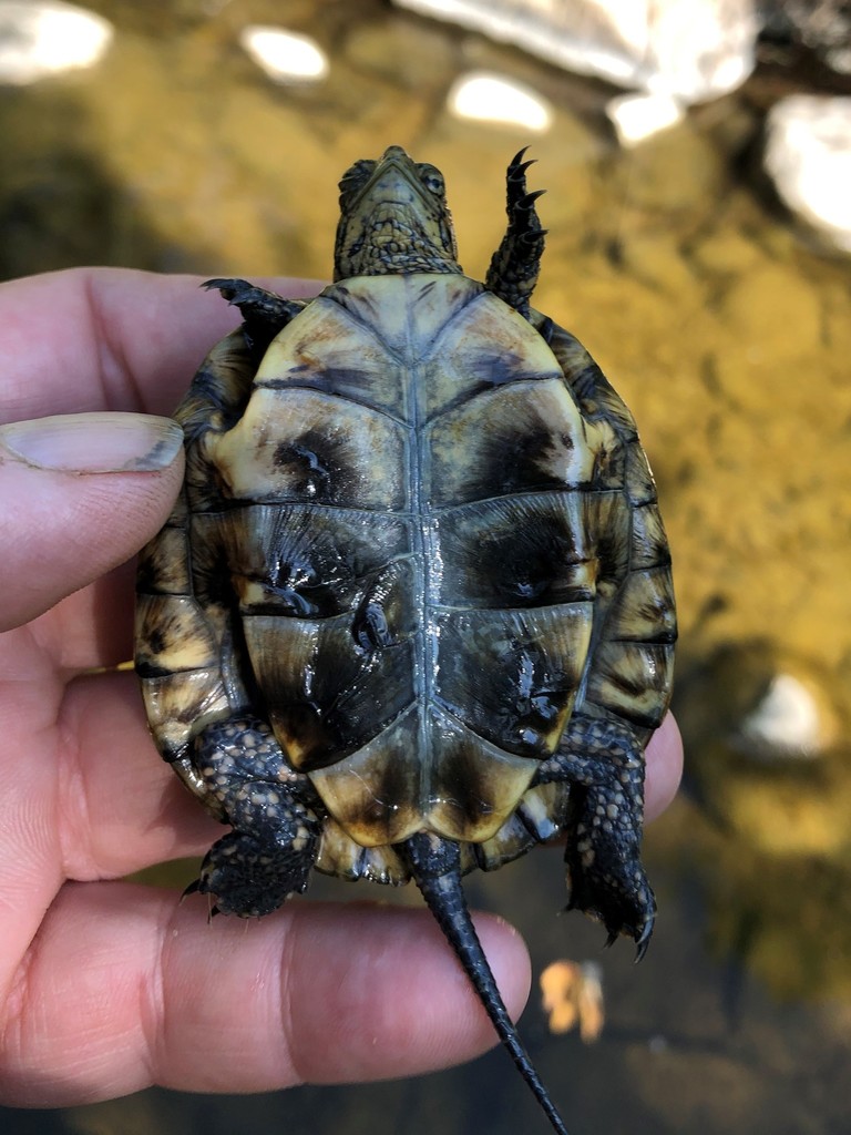 Western Pond Turtle from Riverside County, CA, USA on June 03, 2020 at ...