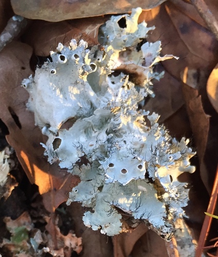 perforated ruffle lichen