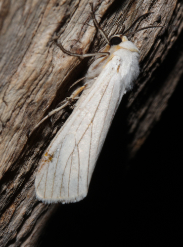 Spilosoma lineata