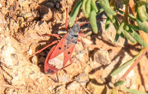 Cosmopleurus fulvipes