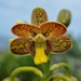 Eulophia parviflora - Photo (c) Susan Wessels, όλα τα δικαιώματα διατηρούνται, uploaded by Susan Wessels