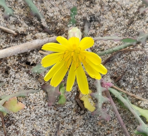 Launaea sarmentosa (Willd.) Sch.Bip. ex Kuntze