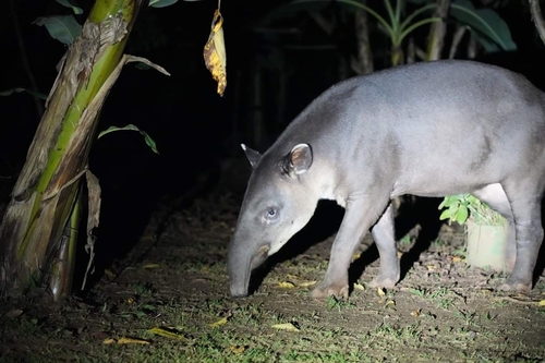 Baird's Tapir