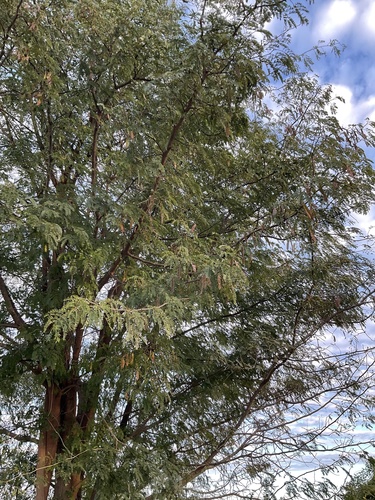 Indian albizia (Albizia lebbekoides)