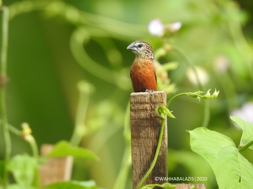 white-spotted munia (Mayrimunia leucosticta)