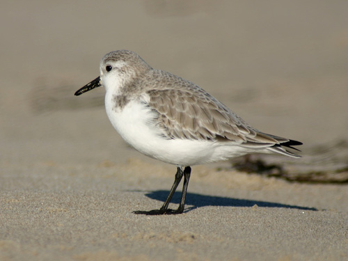 iNaturalist observation photo of Sanderling
