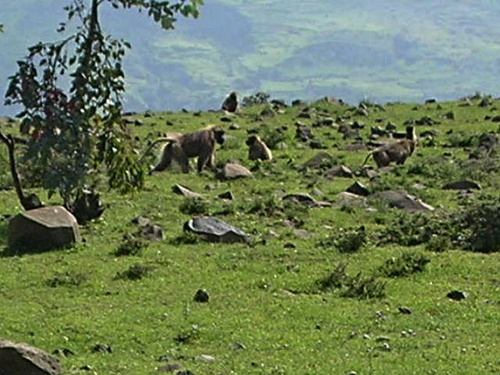 Gelada