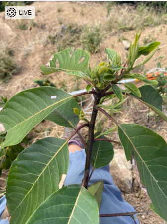Persea caerulea - Flowers