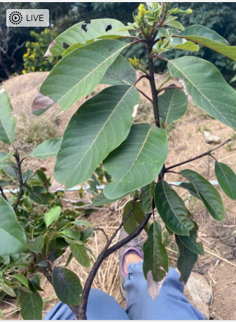 Persea caerulea - Leaves