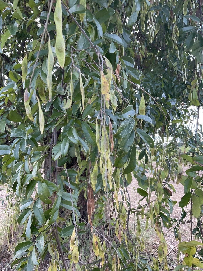 Getdam (Dalbergia cultrata)