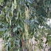 Dalbergia cultrata - Photo (c) Chine Manita, כל הזכויות שמורות, הועלה על ידי Chine Manita