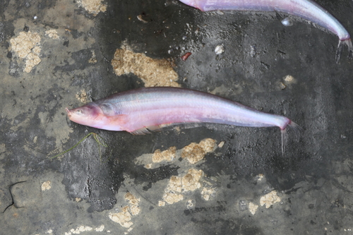 Ceratoglanis scleronema · iNaturalist