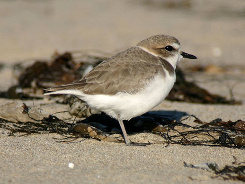 iNaturalist observation photo of Snowy Plover