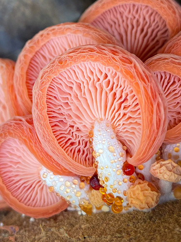 Wrinkled Peach