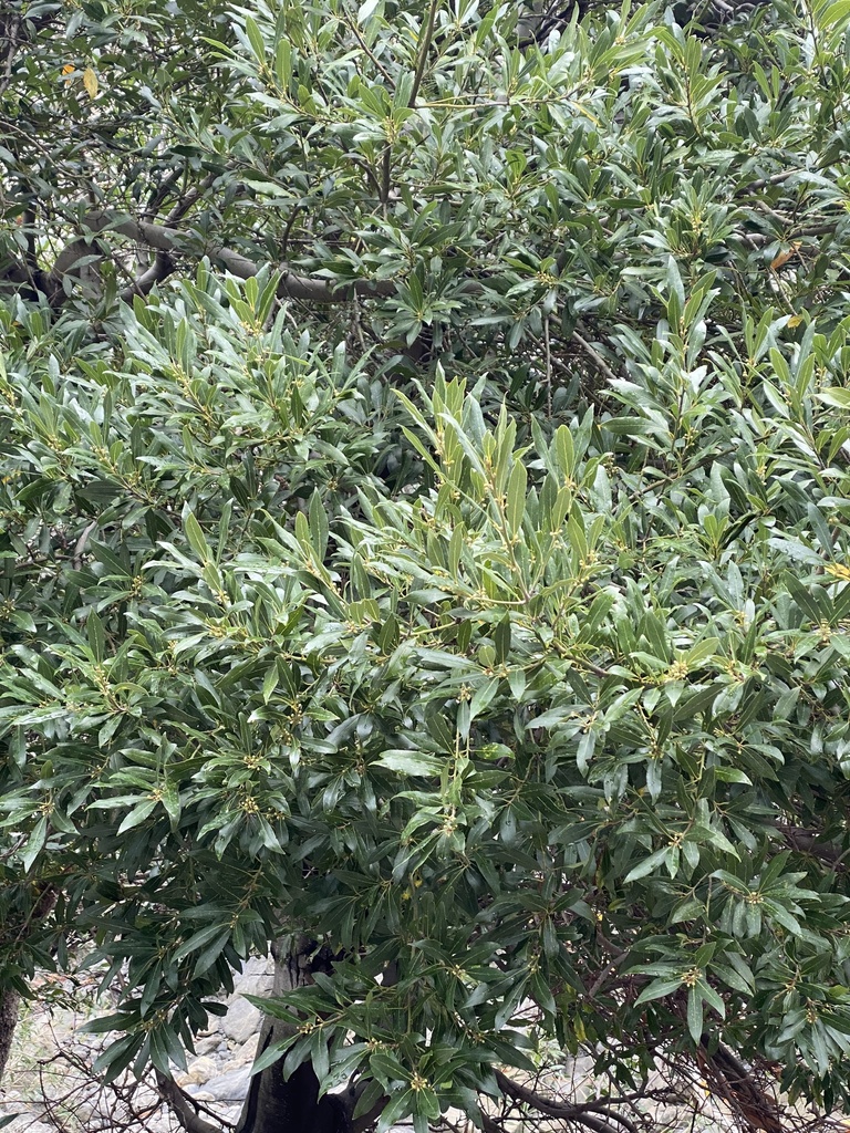 Bay laurel in December 2021 by Konstantinos Barsakis · iNaturalist