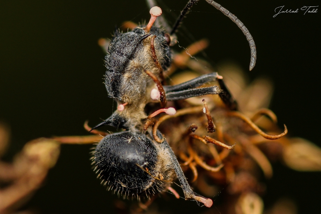 Ophiocordyceps australis from Dawncrest, Westville, 3629, South Africa