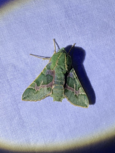 iNaturalist observation photo of Pacific Green Sphinx