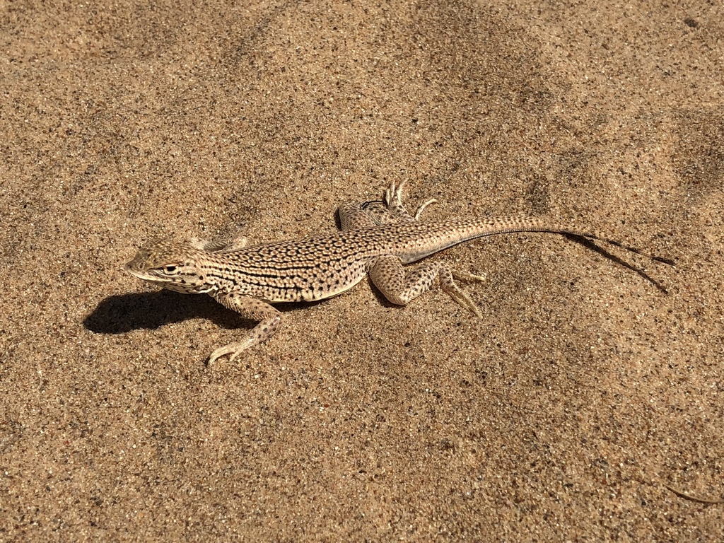 Seks video: Oqituvchi yozgi lagerda sikish
