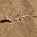 Yuman Desert Fringe-toed Lizard - Photo (c) Rafa Lara, all rights reserved, uploaded by Rafa Lara
