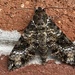 Manduca camposi - Photo 由 Pancho Sornoza 所上傳的 (c) Pancho Sornoza，保留所有權利