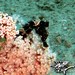 Observation photo