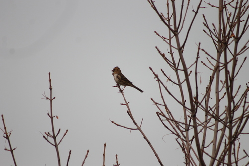 Harris's Sparrow