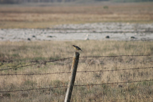 Western Meadowlark